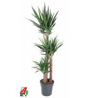 Yucca 120-90-45