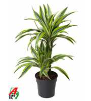 Dracaena Lemon Lime 30-10