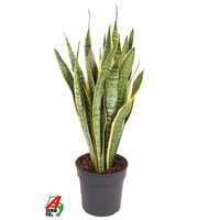 Sansevieria Laurentii P24