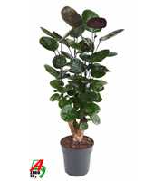 Polyscias Fabian vertakt P21