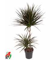 Dracaena Magenta 45-15