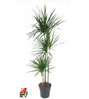 Dracaena Marginata 90-60-30