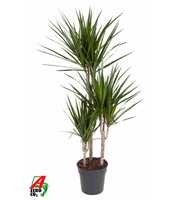 Dracaena Marginata 60-30-15