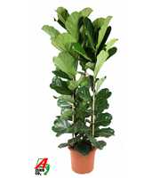 Ficus Lyrata 3PP P40 (NO GAP)