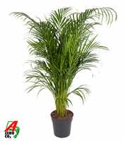 Dypsis Lutescens(Areca) P24