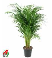 Dypsis Lutescens(Areca) P21-100