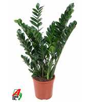 Zamioculcas Zamiifolia P24