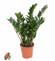 Zamioculcas Zamiifolia P21