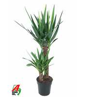 Yucca 60-30