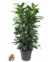 Ficus Cyatistipula 3PP P34