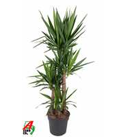 Yucca 120-90-60-30