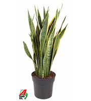 Sansevieria Laurentii P27