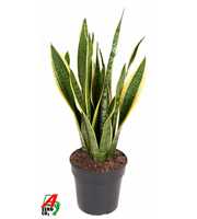 Sansevieria Laurentii P19