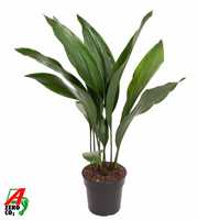 Aspidistra Elatior P17