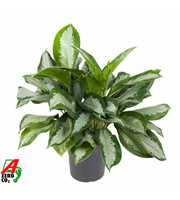 Aglaonema Silver Moon