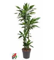 Dracaena Janet Lind 90-60-30-15