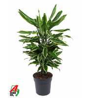 Dracaena Gold Coast vertakt P21