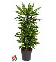 Dracaena Gold Coast vertakt P27