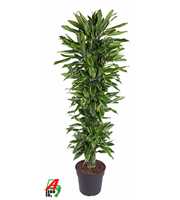 Dracaena Gold Coast vertakt P34