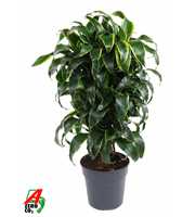 Dracaena Dorado vertakt P24