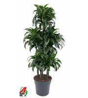 Dracaena Dorado 90-carrousel