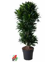 Dracaena Compacta vertakt P31