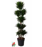 Dracaena Compacta 150-carrousel