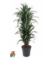 Dracaena Ulises vertakt P31