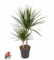 Dracaena Marginata 30-10