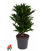 Dracaena Compacta vertakt P21