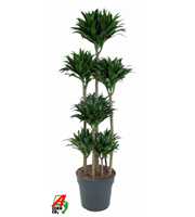 Dracaena compacta 120-carrousel