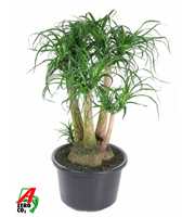 Beaucarnea vertakt P41 - 2ft