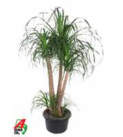 Beaucarnea vertakt P38 - 3ft