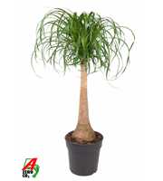 Beaucarnea stam P27 - 2ft