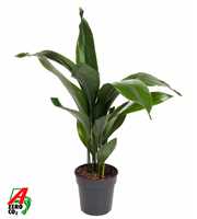 Aspidistra Elatior P19