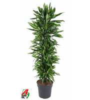 Dracaena Cintho vertakt P34