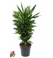 Dracaena Cintho vertakt P24