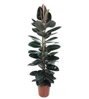 Ficus Elastica Abidjan 2PP P27 (NO GAP)