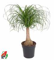 Beaucarnea stam P21 - 1ft