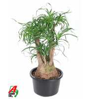 Beaucarnea vertakt P38 - 2ft