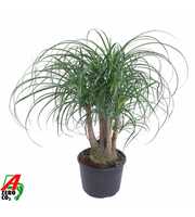 Beaucarnea vertakt P27 - 1,5ft