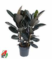 Ficus Elastica Abidjan 3PP P27