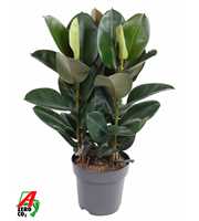 Ficus Elastica Robusta 3PP P27