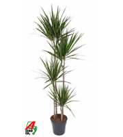 Dracaena Marginata 120-90-60-30