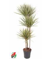 Dracaena Bicolor 90-60-30