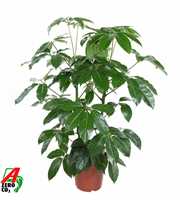 Schefflera Amata 2PP P24