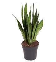 Sansevieria Zeylanica P19