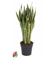 Sansevieria Laurentii P30