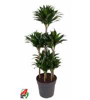 Dracaena Compacta 90-carrousel