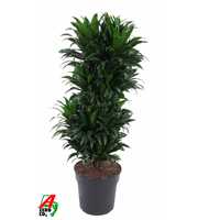 Dracaena Compacta vertakt P27